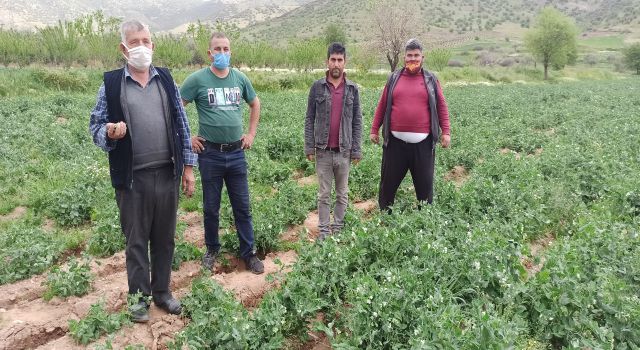    Bezelye bir haftaya kadar pazarda   