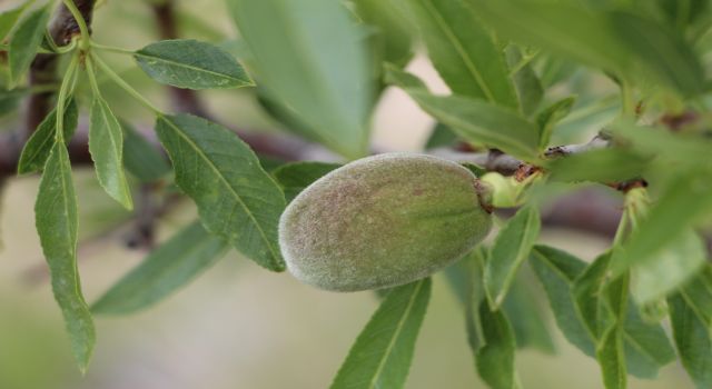   Çağla badem Buldan için alternatif ürün oldu  