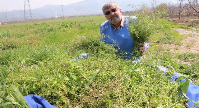 Doğadaki şifa deposu ‘Çoban Çantası’ geçim kaynağı oldu