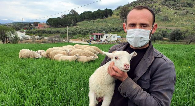   Koyunlarını konser vererek otlatıyor