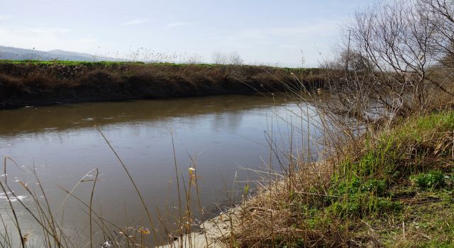 Nehirde Cansız Bedeni Bulundu