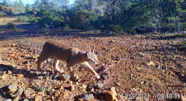 Yabani kedi “karakulak” fotokapanla Muğla’da görüntüledi