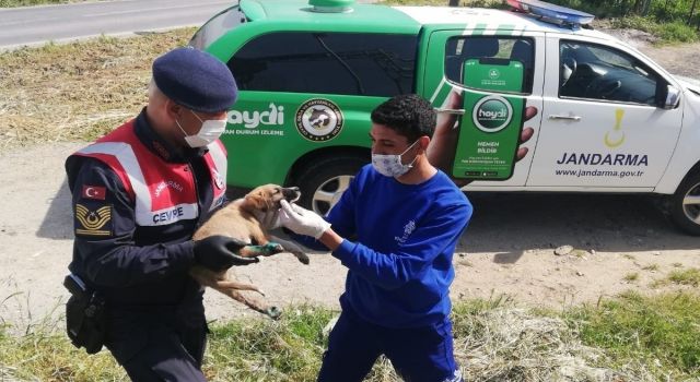  Yaralı köpeğe Aydın Büyükşehir Belediyesi ekipleri sahip çıktı   