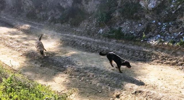 17 Köpeği Ölüme Terk Eden Belediyeye Ceza