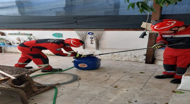 2 Metre Boyundaki Yılanı Yakalama Operasyonu