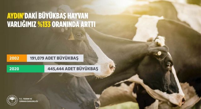 Aydın'da Büyükbaş Hayvan Sayısı Arttı