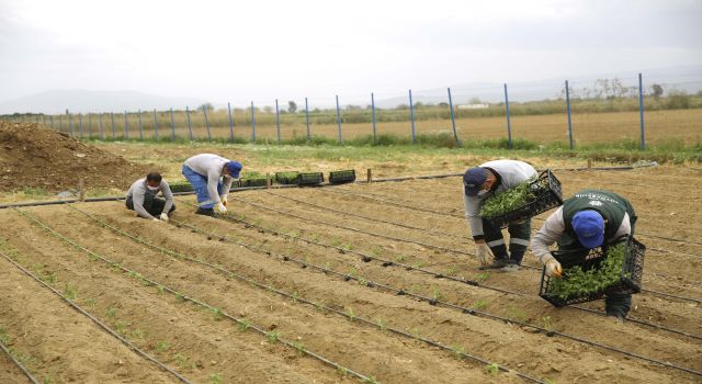 Aydın’da Kuraklık Nedeniyle Buğday Ve Ayçiçeği Ekimleri Arttı