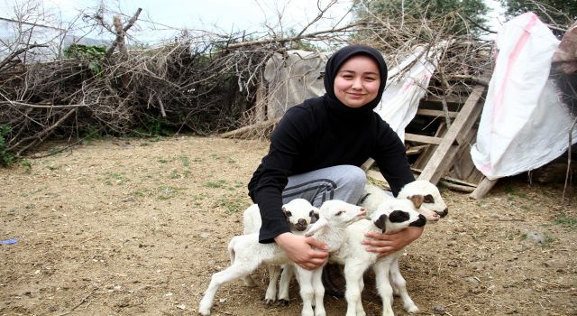 Bir Batında 7 Kuzu Doğuran Koyun Şaşkınlık Yarattı