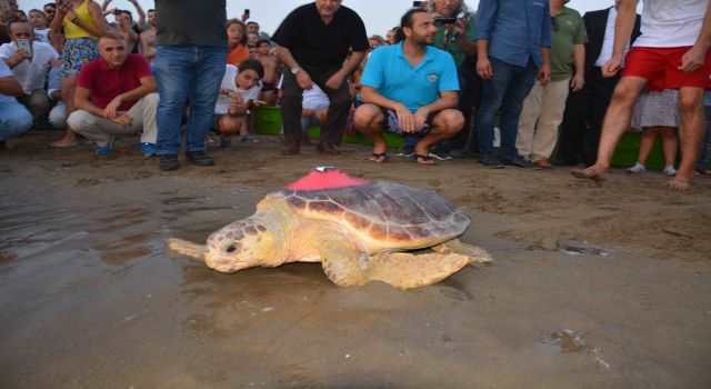 Caretta Caretta'nın Uzun Yolculuğu