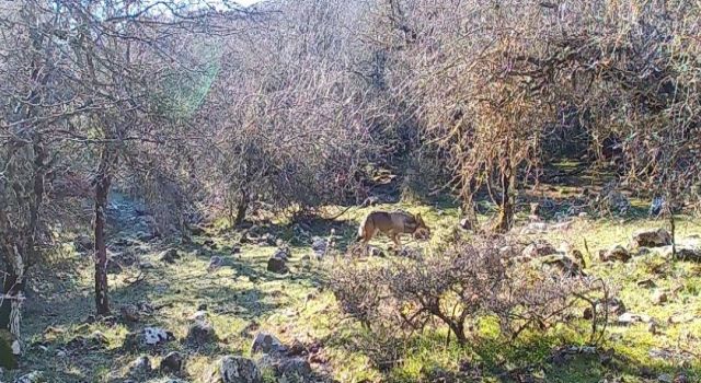 İzmir'de Uzun Yıllar Sonra Görüntülendi