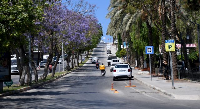 Jakaranda Ağaçları Kuşadası'nı Renklendirdi