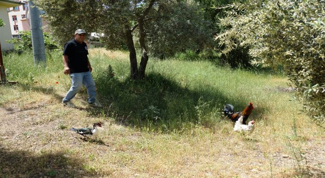 Müstakil Evlerde Yaşayanlara ‘Tavuk Edinin’ Tavsiyesi