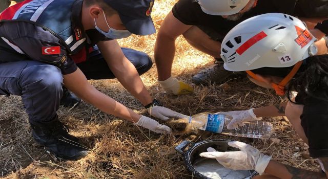 Su Kuyusuna Düşen Yavru Domuzları Ekipler Kurtardı