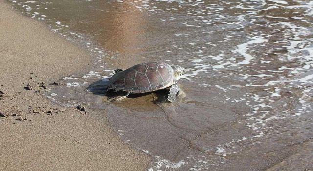 Caretta Caretta'nın Ağzına Olta İğnesi Takıldı