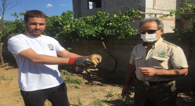 Yaralı Bulunan Baykuş'a Yardım Eli