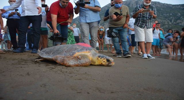    Yeşil Caretta ‘Talay’ Tedavisinin Ardından Uydudan İzlenecek 