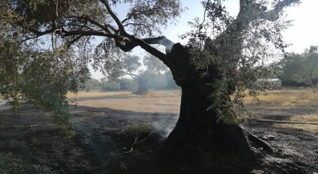 Atça'da Zirai Alanda Yangın