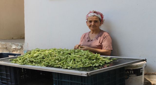 Aydın'da Bamya Hasadı Başladı