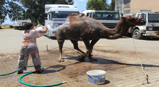 Deveciler Sıcaklara Karşı Seferberlik İlan Etti