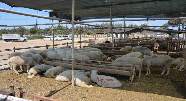 Didim’de Kurbanlıklar Satışa Çıktı