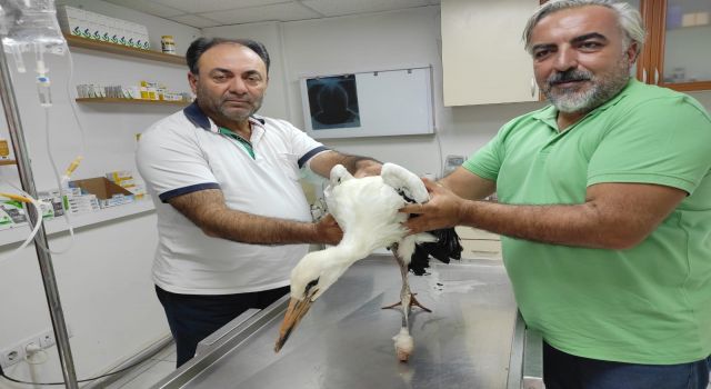 Nazilli'de Ayağı Kopan Leylek Tedavi Altına Alındı