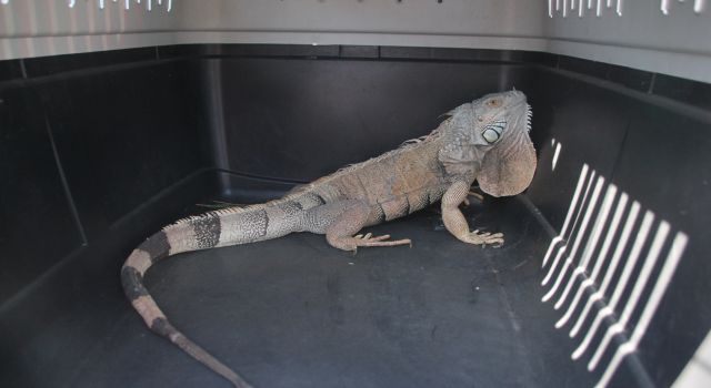 Uykudan Uyandı, Karşısında İguana Görünce Şok Oldu