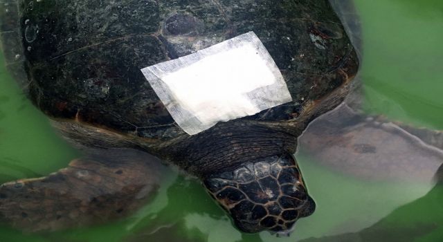 Yaralı Caretta Tedavi Altına Alındı