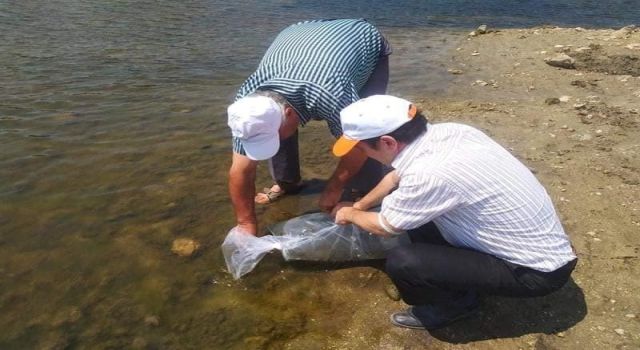 Aydın'da Sazanlar Su İle Kavuştu