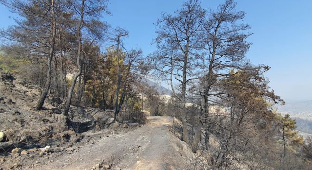 Çine’de Yemyeşil Ormanlar Siyaha Döndü