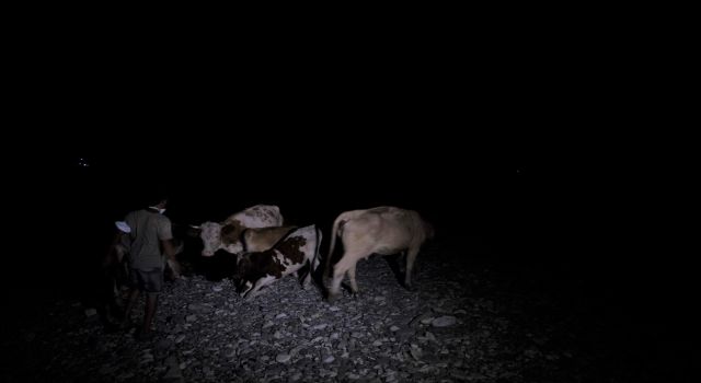 Çökertme'de Büyükbaş Hayvanları Sahile  Getirerek Korudular