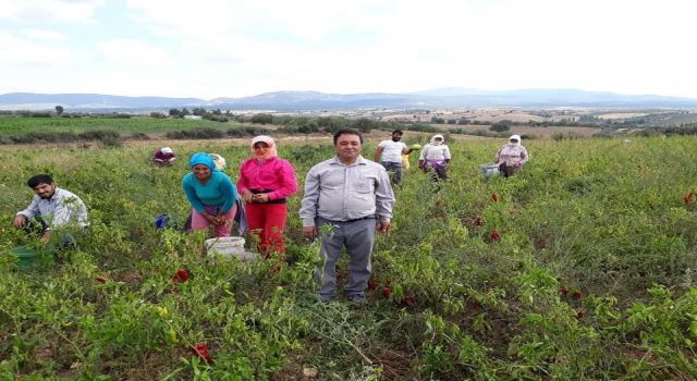 Karacasu Biberi Üreticinin Yüzünü Güldürüyor