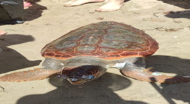 Kuşadası’nda Caretta Caretta  Sahile Vurdu