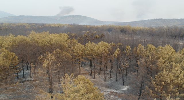 Muğla Yangınında Tahribat Gün Aydınlanınca Ortaya Çıktı