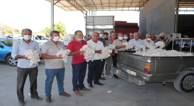 Söke Ovasında Sezonun İlk Pamuk Hasadı Yapıldı