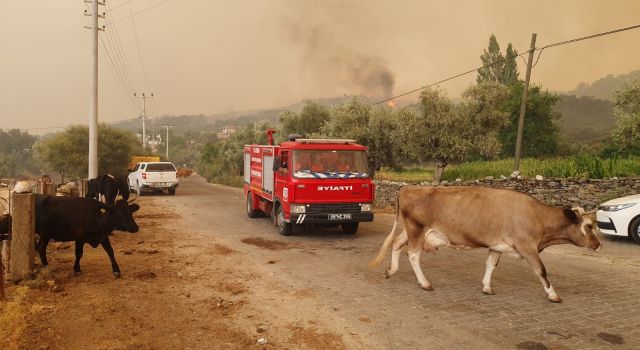 Yangın Yerindeki Hayvanların Çaresizliği