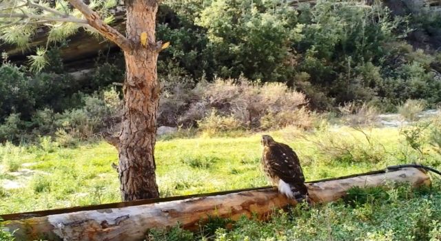 Aydın DKMP, Yaban Hayvanları İçin Kolları Sıvadı