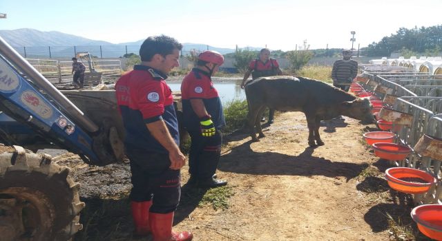 Besihaneden Kaçtı, Kuyuya Düştü