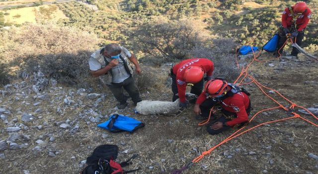 Söke'de Kayalık Alanda Bir Haftadır Mahsur Kalan Koyun Kurtarıldı