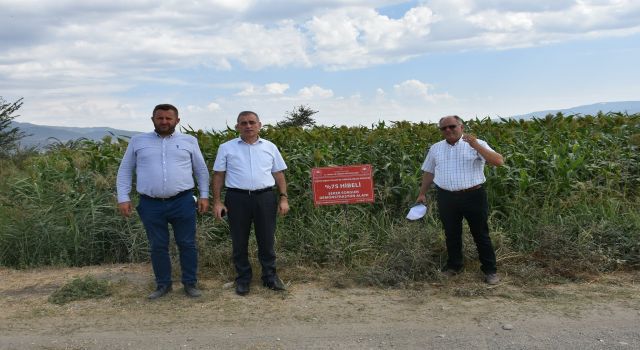 Yem Kaynağı Dane ve Şeker Sorgum’da Hasat Zamanı