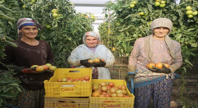 1.6 kiloluk domatesler görenleri hayrete düşürdü