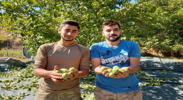 Aydın’da Çiftçiler Akşama Kadar Ceviz Hasat Ediyor