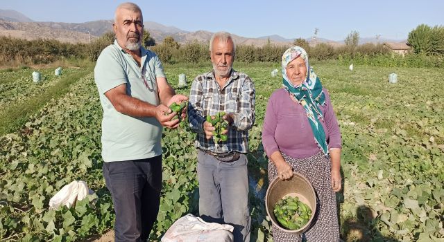 Güz salatalığı, üreticisinin yüzünü güldürdü