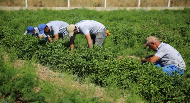 Posacı çiftçiye müjdeyi verdi