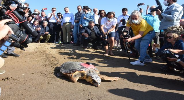 Tedavileri biten carettalar denize kavuştu