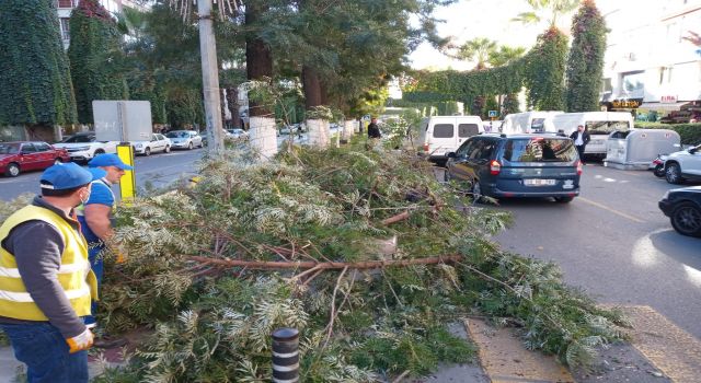 Ağacın dalları araçların üstüne düştü