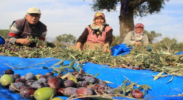 Aydın'da Zeytin Üreticinin Yüzünü Güldürüyor