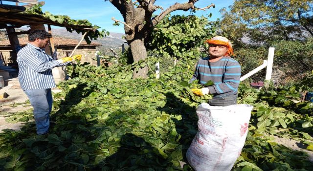 Aydın'dan Elazığ'a çuval çuval dut yaprağı