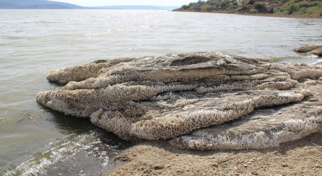 Bafa Gölü’nde biyolojik istilacılar 