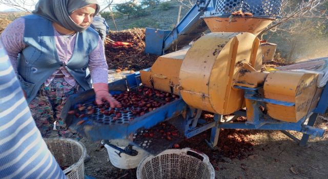 Kestane fiyatları altınla yarışıyor