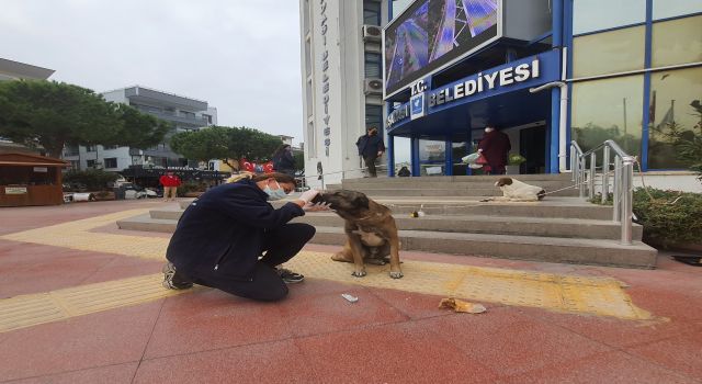 Kuşadası Belediyesi hasta sokak köpeğinin imdadına yetişti